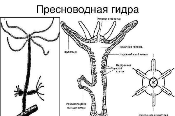 Служба поддержки blacksprut